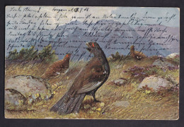 Wild Birds / Long Line Postcard Circulated, 2 Scans - Vogels