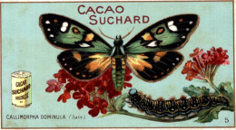 CHROMO CHOCOLAT CACAO SUCHARD LES PAPILLONS N°5 CALLIMORPHA DOMINULA (ITALIE) - Suchard