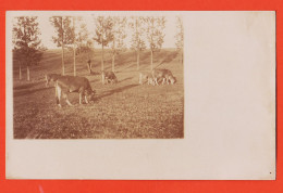 05467 / Carte-Photo  Troupeau De Vaches Et Son Veau Broutant Paturage Cpagr 1900s  - Viehzucht