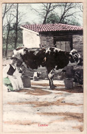05460 / Peu Commun  Carte-Photo LAITIERE Paysanne Fermière La Traite Vache Race Normande Normandie 1910s Cpagr - Paesani