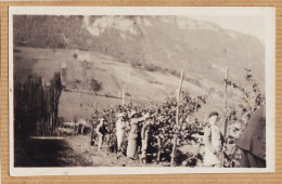 05431 / ⭐ (•◡•) ◉ Agriculture Carte-Photo Verger Récolte De Fruits Poire ? Région Montagneuse 1930s - Landbouw