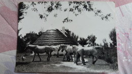 CPSM CHEVAUX DE CAMARGUE ED PHOTO GEORGE ARLES 1965 - Pferde