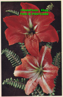 R455547 Amaryllis Lily. Hippeastrum Hybridum. PC 10. Dixon. Flowers - Welt