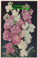 R455548 Stock. Matthiola Incana. PC 9. Dixon. Flowers - Welt