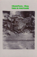 R455659 Frog. Old Photography. Postcard - World