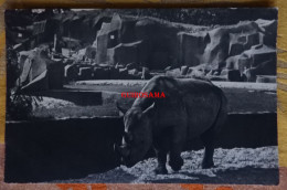 Muséum D’Histoire Naturelle – Parc Zoologique Du Bois De Vincennes Paris –  Le Rhinocéros D'Afrique - Draeger - 145 - Rhinoceros