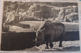 Muséum D’Histoire Naturelle – Parc Zoologique Du Bois De Vincennes Paris –  Le Rhinocéros D'Afrique - Draeger - 145 - Rhinoceros