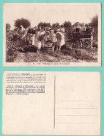 CARTE POSTALE ANCIENNE - UNE VENDANGE AU PAYS DE CANAAN - Vigne