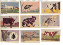 Lot De 23 Petites Fiches Illustrées  Sur Divers Animaux, Avec Descriptif Au Verso. - Animals