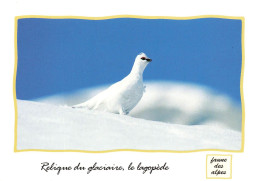 ANIMAUX - Oiseaux - Relique Du Glaciaire - Le Lagopède - Faune Des Alpes - Carte Postale Ancienne - Vogels