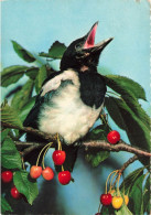 ANIMAUX - Oiseaux - Oiseau Sur Une Arbre - Carte Postale Ancienne - Oiseaux