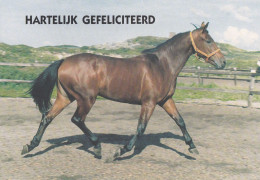 Horse - Cheval - Paard - Pferd - Cavallo - Cavalo - Caballo - Häst - Pollux - Double Card - Pferde