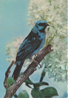 ANIMAUX - Oiseaux - Oiseau Sur Une Branche D'arbre - Carte Postale Ancienne - Vogels