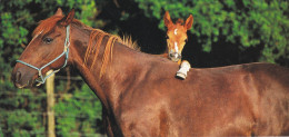 Horse - Cheval - Paard - Pferd - Cavallo - Cavalo - Caballo - Häst - Panorama Postcard - Pferde