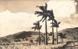 PHOTOGRAPHIE - Coconut Trees !! - Ray - Cocotiers - Océanie - Oceanië