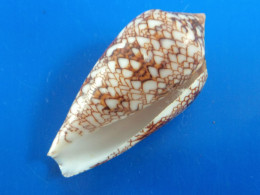 Conus Euetrios Madagascar (Fort Dauphin) 53,5mm GEM N6 - Coquillages