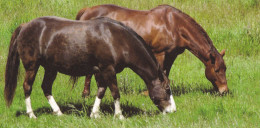 Horse - Cheval - Paard - Pferd - Cavallo - Cavalo - Caballo - Häst - Orange Papers - Horses