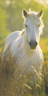 Horse - Cheval - Paard - Pferd - Cavallo - Cavalo - Caballo - Häst - Orange Papers - Pferde