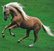 Horse - Cheval - Paard - Pferd - Cavallo - Cavalo - Caballo - Häst - Collection Amalgame - Pferde