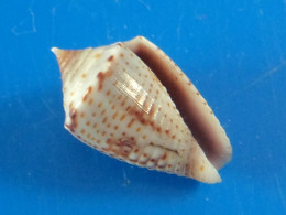 Conus Puncticulatus Trouvé Vivant Martinique (Le Vauclin) 14,9mm F+++ N20 - Conchiglie