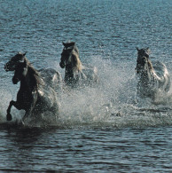 Horse - Cheval - Paard - Pferd - Cavallo - Cavalo - Caballo - Häst - Editions Hazan - Horses