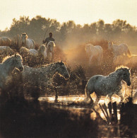 Horse - Cheval - Paard - Pferd - Cavallo - Cavalo - Caballo - Häst - Editions Hazan - Pferde