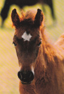 Horse - Cheval - Paard - Pferd - Cavallo - Cavalo - Caballo - Häst - Scandecor - Bay Foal - Pferde