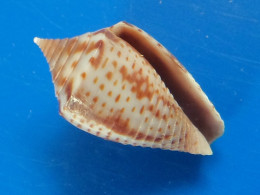 Conus Puncticulatus  Martinique (Le Vauclin)  Trouvé Vivant 15,6mm F+++/GEM N26 - Muscheln & Schnecken