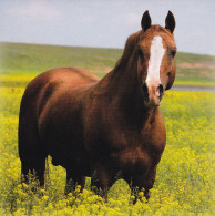 Horse - Cheval - Paard - Pferd - Cavallo - Cavalo - Caballo - Häst - Gyll - Pferde