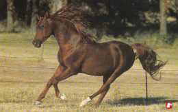 Horse - Cheval - Paard - Pferd - Cavallo - Cavalo - Caballo - Häst - Pollux - Horses