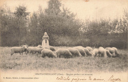 Châteaumeillant * Bergère Gardant Ses Moutons * Femme Type Agriculture - Châteaumeillant