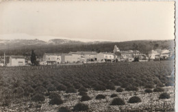 CPSM 84 FLASSAN VUE GENERALE ET LE VENTOUX CHAMP DE LAVANDE - Andere & Zonder Classificatie