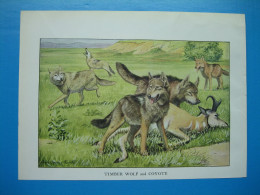 (1919) Chien TIMBER WOLF Et COYOTE - Sammlungen