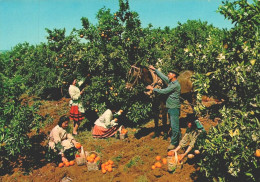 SILVES, Algarve - Quinta Da Pomona, Apanha Da Laranja, Costumes  (2 Scans) - Faro