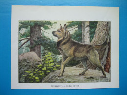 (1919) Chien NORWEGIAN  ELKHOUND - Verzamelingen