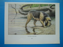 (1919) Chien OTTER  HOUND - Collezioni