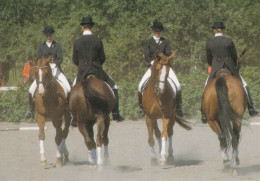 Horse - Cheval - Paard - Pferd - Cavallo - Cavalo - Caballo - Dressage - Youth European Championship Silver Team 1989 - Paarden