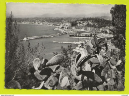 06 NICE N°2004 Vue Générale Entre Les Cactus En 1957 Bateau CARGO Dans Le Port Phare - Navigazione – Porto