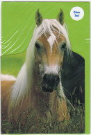 Horse - Cheval - Paard - Pferd - Cavallo - Cavalo - Caballo - Häst - Horn - Double Card - In An Original Plastic Sleeve - Pferde