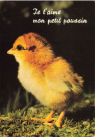ANIMAUX - Oiseaux - Poussin - Je T'aime Mon Petit Poussin - Carte Postale - Vogels