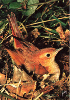 ANIMAUX - Oiseaux - Oiseaux De Notre Pays - Rossignol Philomèle - Luscinia Megrhynchos (Couvant) - Carte Postale - Oiseaux