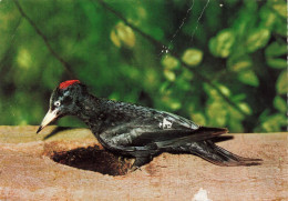 ANIMAUX - Oiseaux - Oiseau - Pie Noir - Black Magpie - Zwarte Specht - Pica Pica - Schwarzspecht - Carte Postale - Oiseaux