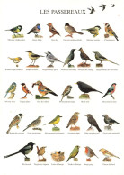 ANIMAUX - Oiseaux - Les Passereaux - Plusieurs Oiseaux - Carte Postale - Oiseaux