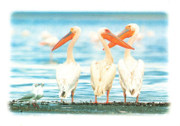 ANIMAUX - Oiseaux - Trois Fiers Pélicans - La Mer - Carte Postale - Oiseaux