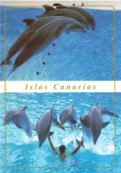 ESPAGNE - Tenerife - Delfines - Loro Parque - Puerto De La Cruz - Carte Postale - Tenerife