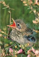 ANIMAUX - Oiseaux - Petit Oisillon Sur Une Branche - Carte Postale - Oiseaux