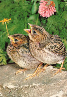 ANIMAUX - Oiseaux - Deux Oiseaux Assis Sur Une Pierre - Carte Postale - Oiseaux