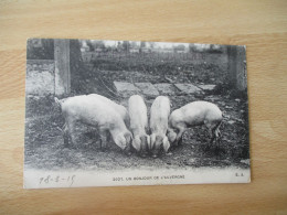 COCHON COCHONS UN BONJOUR D AUVERGNE - Auvergne