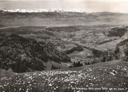 SCHEIDEGG, LINDAU, BAVARIA, LANDSCAPE, MOUNTAIN, FIELD OF FLOWERS, GERMANY, POSTCARD - Lindau A. Bodensee