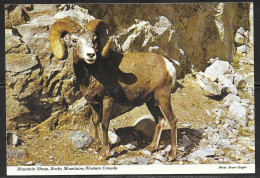 Mountain Sheep, Rocky Mountains, Western Canada, Unused - Other & Unclassified